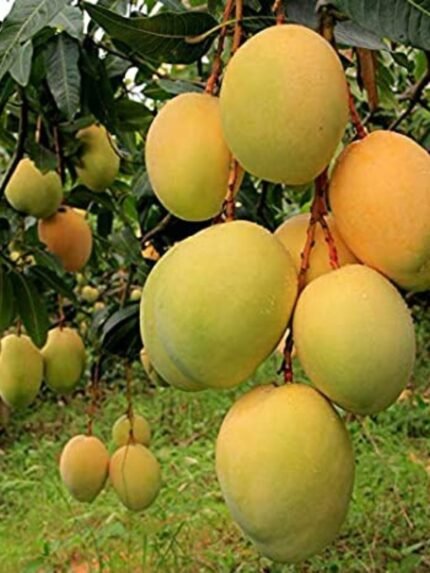Alphonso Mango 20 KG