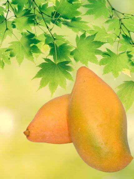 Bangalore Mango 20 KG
