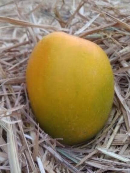 Salem Gundu Mango 10 KG
