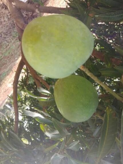 Salem Gundu Mango