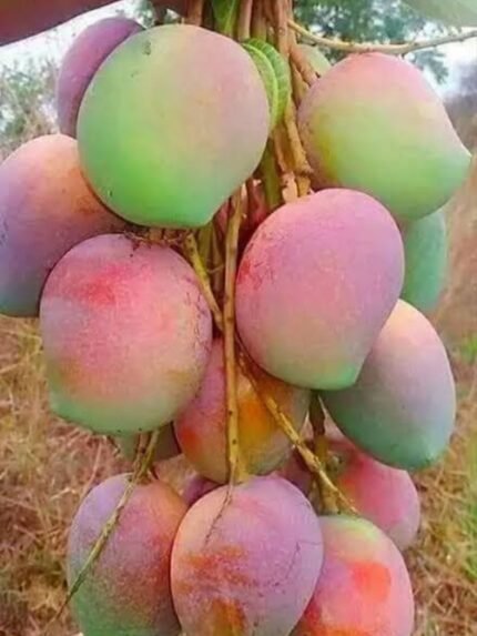 Sendhura Mango 20 KG