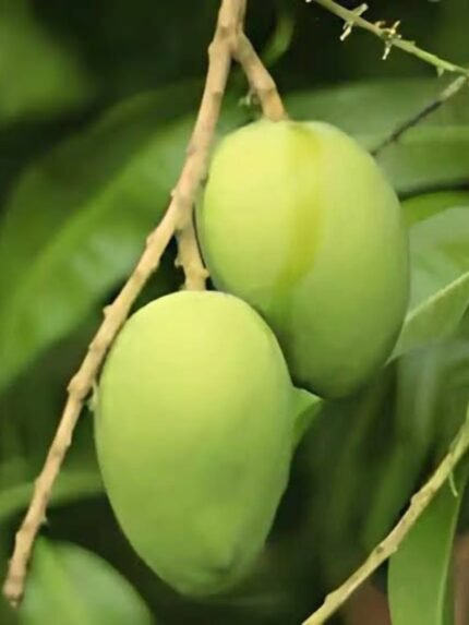 Nadusalai / Pether / Raspuri